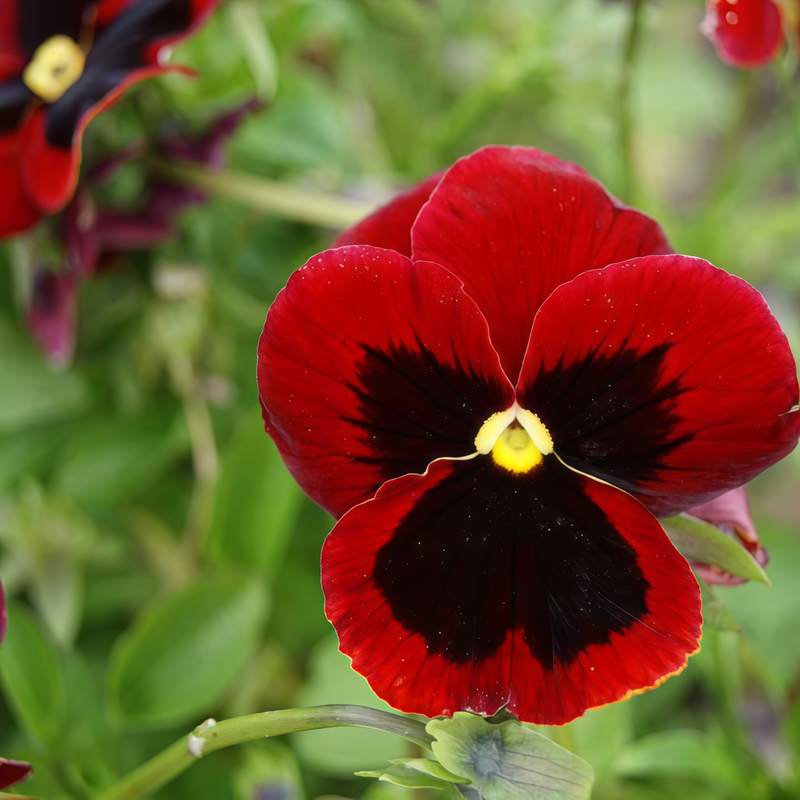 Viola Reddish Brown Spots Big Flower Seeds up to 50%