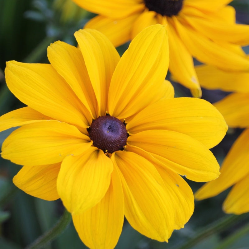 Black-Eyed Susan Seeds up to 50%