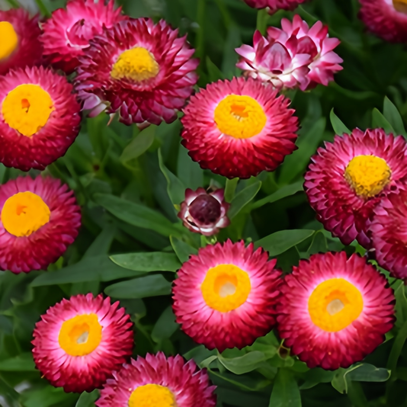 Strawflower Seeds - Purplish Red Larger Packet High Germination 1800-9000 Onsaleseeds