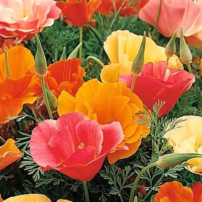 California Poppy Seeds - Mix Larger Packet High Germination 1500-7500 Onsaleseeds