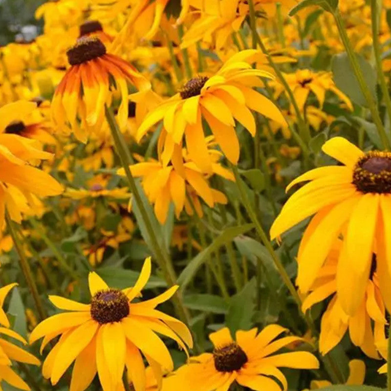 Rudbeckia Seeds - Hirta Mix Larger Packet High Germination 1200-6000 Onsaleseeds