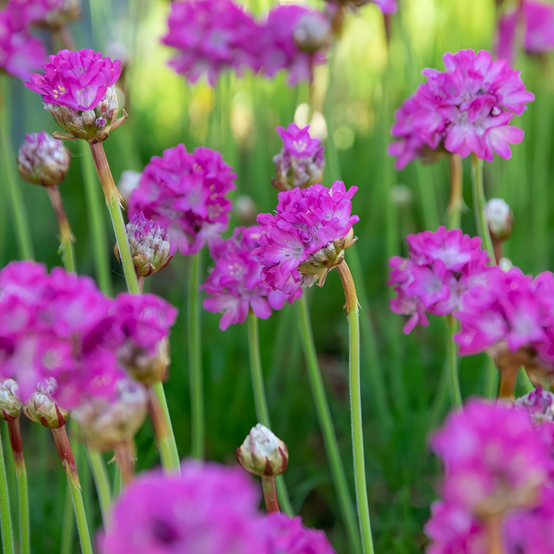 Armeria