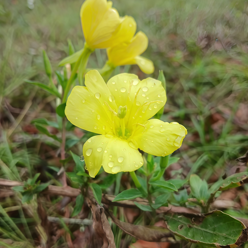 Oenothera