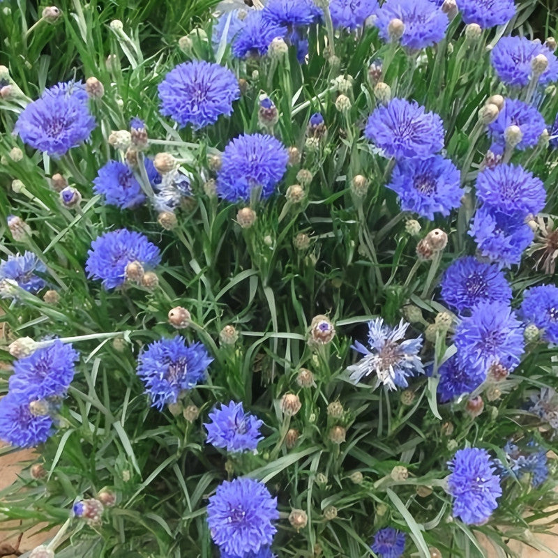 Centaurea Cyanus Blue Seeds up to 50%