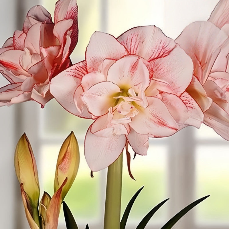 Amaryllis Bulbs - Striped Daisy