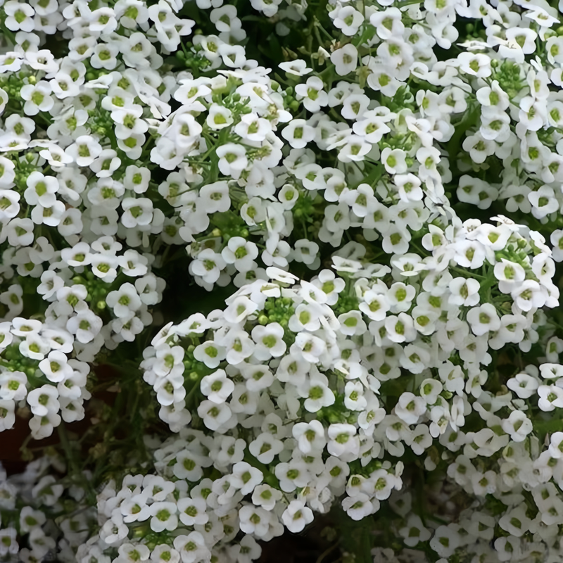 Lobularia