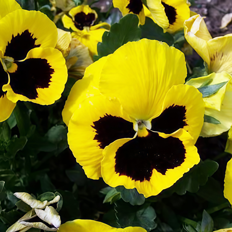 Pansy Seeds - Yellowish-Brown Spots Larger Packet High Germination 750-3800 Onsaleseeds