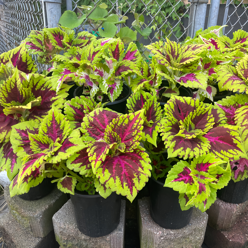 Coleus Seeds - Mix Rainbow Larger Packet High Germination 1500-7500 Onsaleseeds