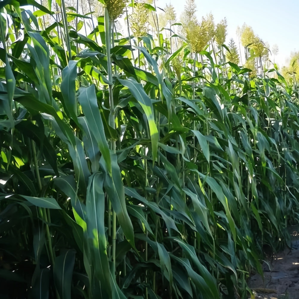 Sweet Sorghum Seeds up to 50%