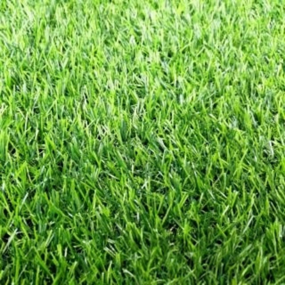 Pixie Seeds - Larger Packet High Germination 1/4-1/2LB Onsaleseeds