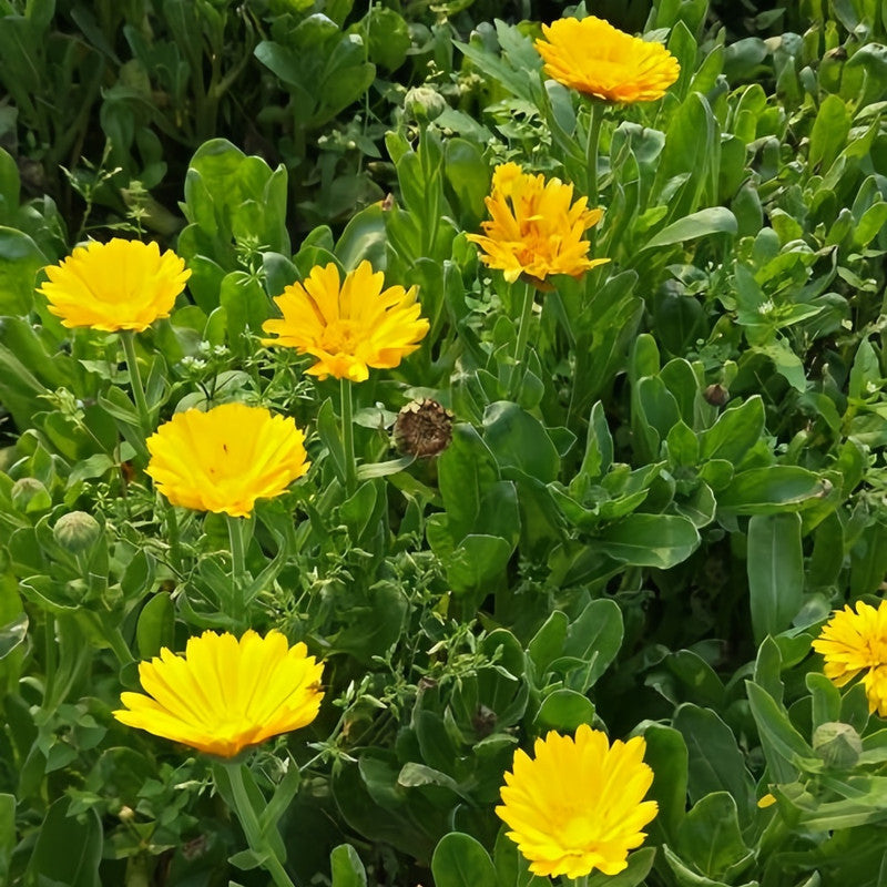 Calendula Seeds - Little Yellow Larger Packet High Germination 2000-10000 Onsaleseeds