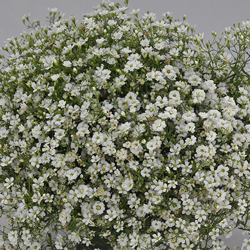 Gypsophila