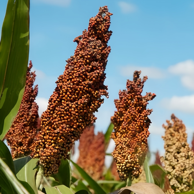 Sorghum Brown Seeds up to 50% Large Pack · 4000-20000 Seeds