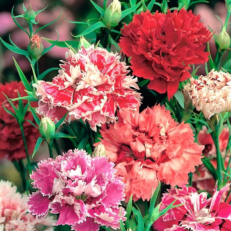 Dianthus Seeds - Mix Colour Larger Packet High Germination 3000-15000 Onsaleseeds