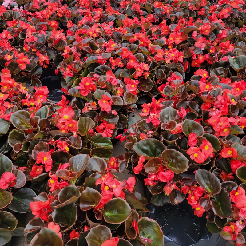 Begonia Cucullata Seeds - Copper-Leaved Red Flower High Germination Onsaleseeds