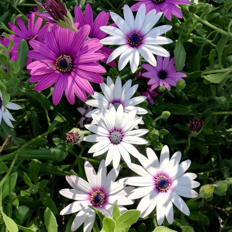 Cape Daisy Seeds - Mix Larger Packet High Germination 1000-5000 Onsaleseeds