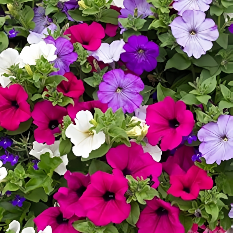 Petunia Hybrida Seeds - Mix Larger Packet High Germination 1500-7500 Onsaleseeds
