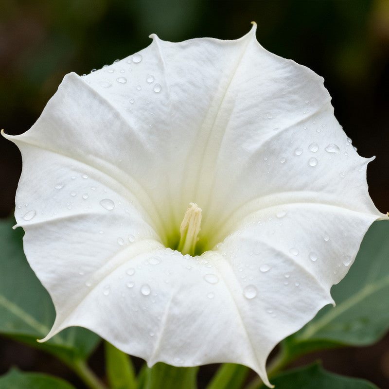 Datura Stramonium Seeds - White Larger Packet High Germination 800-4000 Onsaleseeds