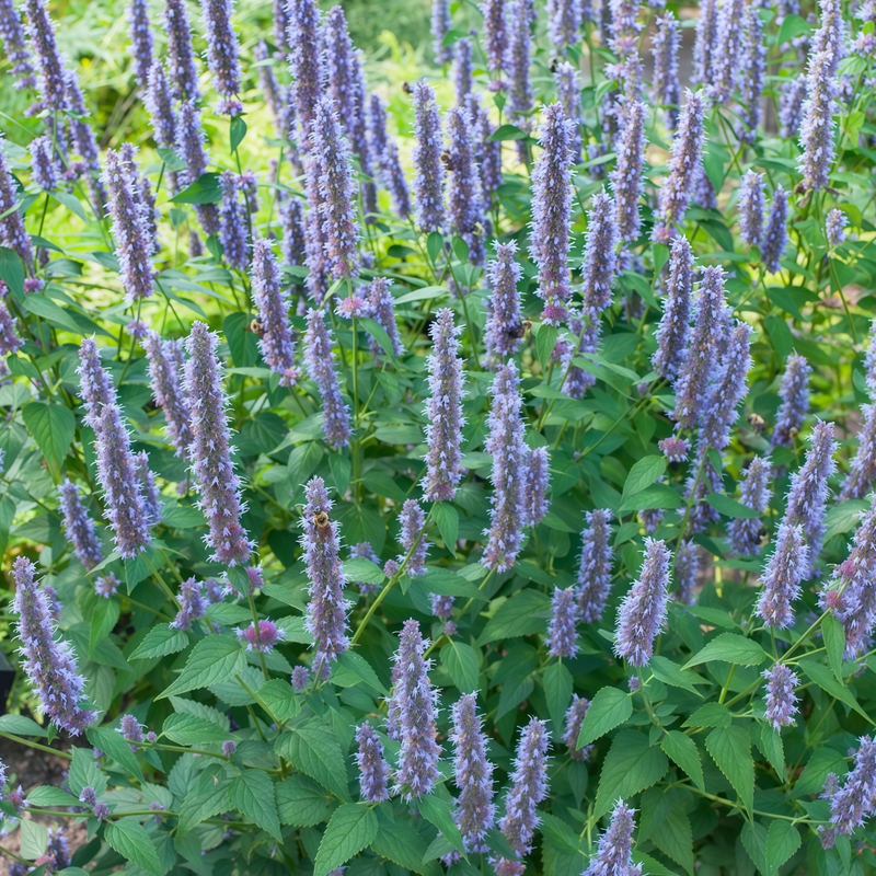 Agastache Rugosa Seeds - Blue Larger Packet High Germination 600-30000 Onsaleseeds