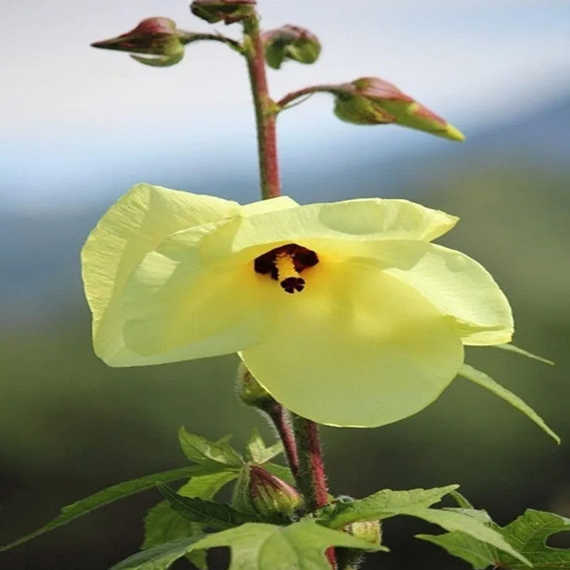 Abelmoschus Seeds - Mix Larger Packet High Germination 500-2500 Onsaleseeds