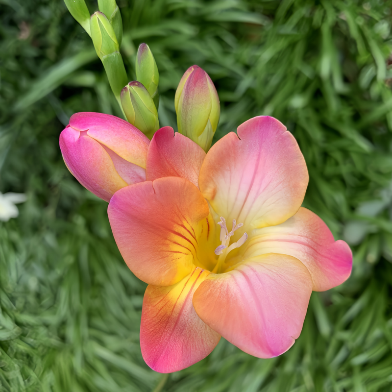 Freesia Sandra Bulbs up to 50%