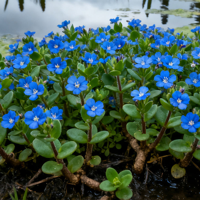Anagallis Arvensis Seeds - Blue Larger Packet High Germination 2800-140000 Onsaleseeds