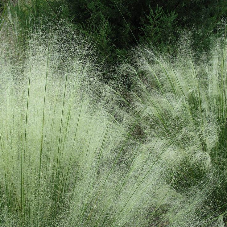 Agrostis Nebulosa Seeds White up to 50%
