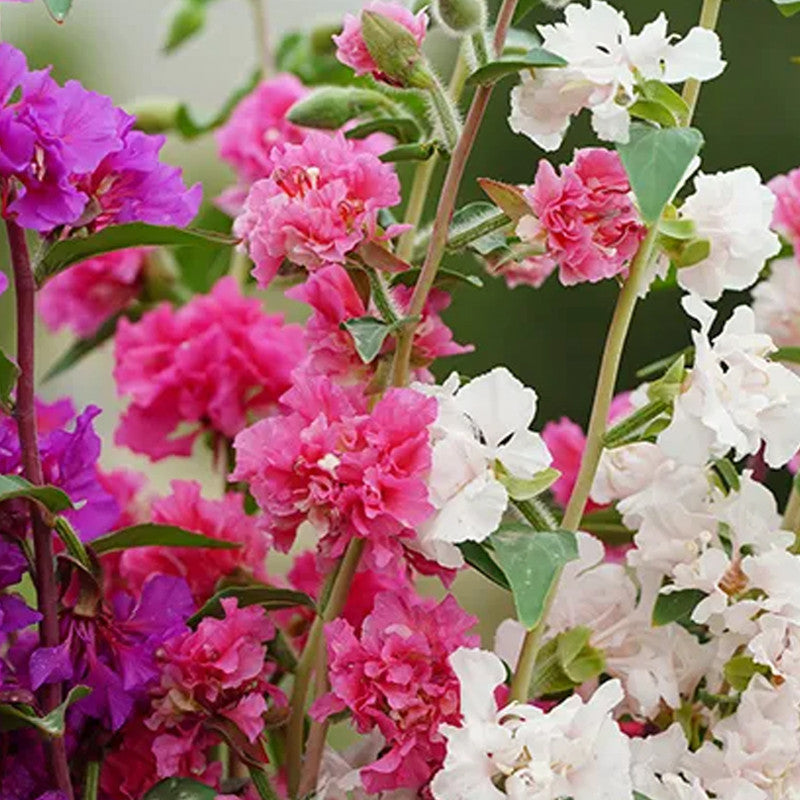 Clarkia Elegans Douglas Seeds - Mix Larger Packet High Germination 3500-18000 Onsaleseeds