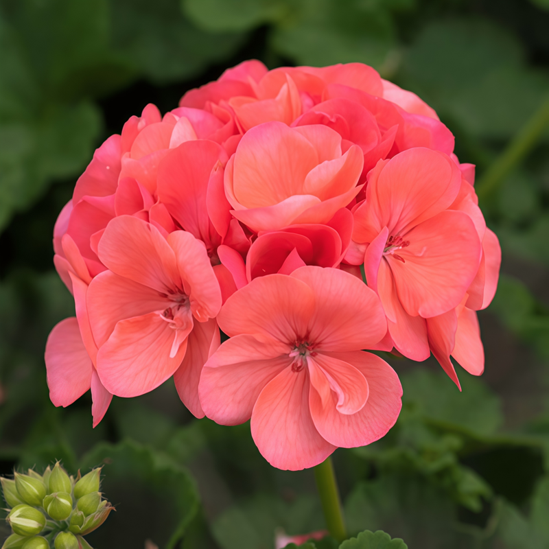 Pelargonium Seeds - Coral High Germination Onsaleseeds
