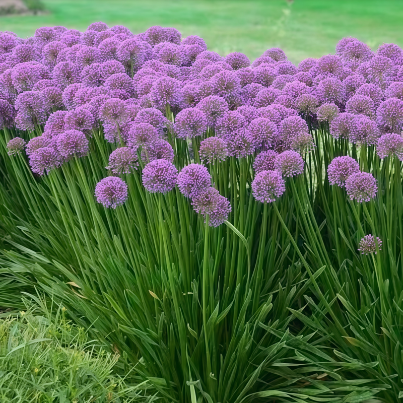 Allium Senescens Seeds - Purplish Red Larger Packet High Germination 300-15000 Onsaleseeds
