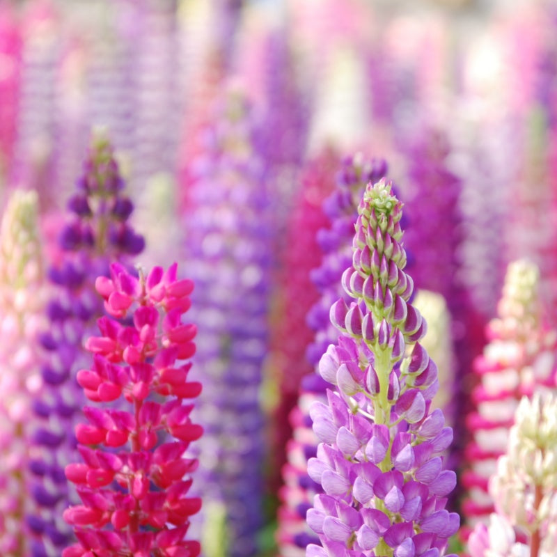 Lupine Seeds up to 50%