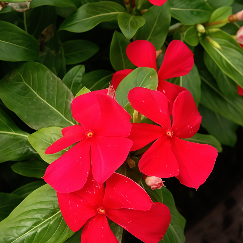 Catharanthus Roseus Red Seeds up to 50%