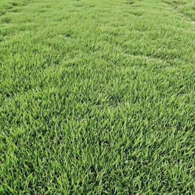 Red Elephant Seeds - Larger Packet High Germination 1/4-1/2LB Onsaleseeds