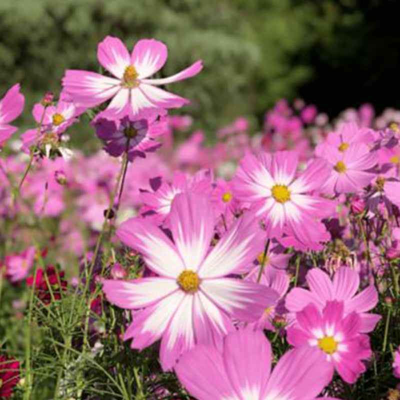 Cosmos Bipinnata Seeds - Tubular Mix Larger Packet High Germination 600-3000 Onsaleseeds