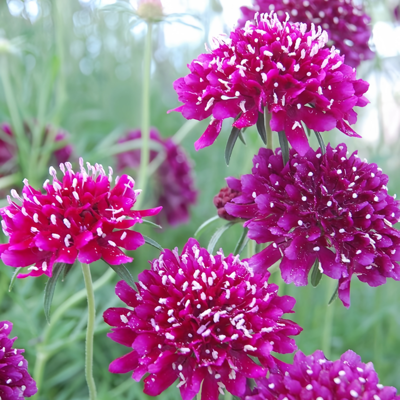 Scabiosa Atropurpurea Seeds - Purplish Red Larger Packet High Germination 1000-5000 Onsaleseeds