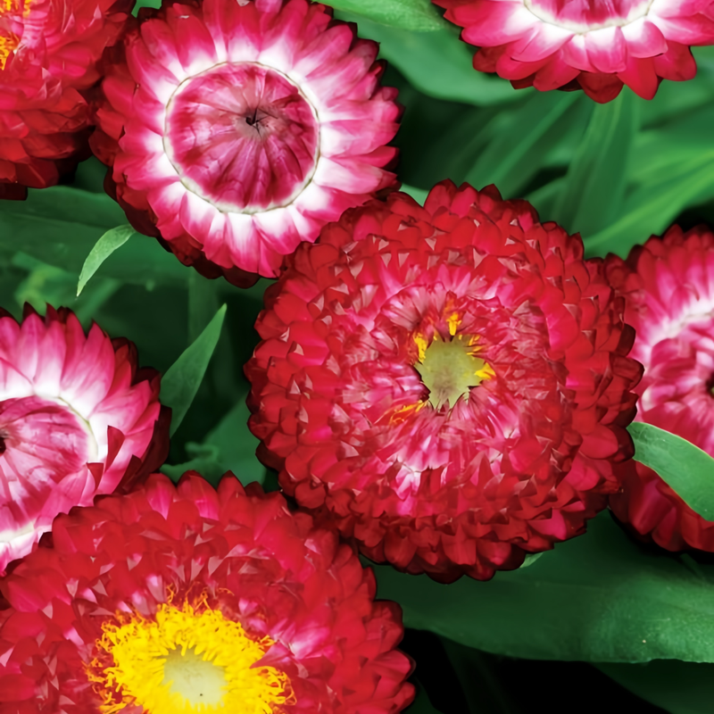 Strawflower Seeds - Red Larger Packet High Germination 1200-5000 Onsaleseeds