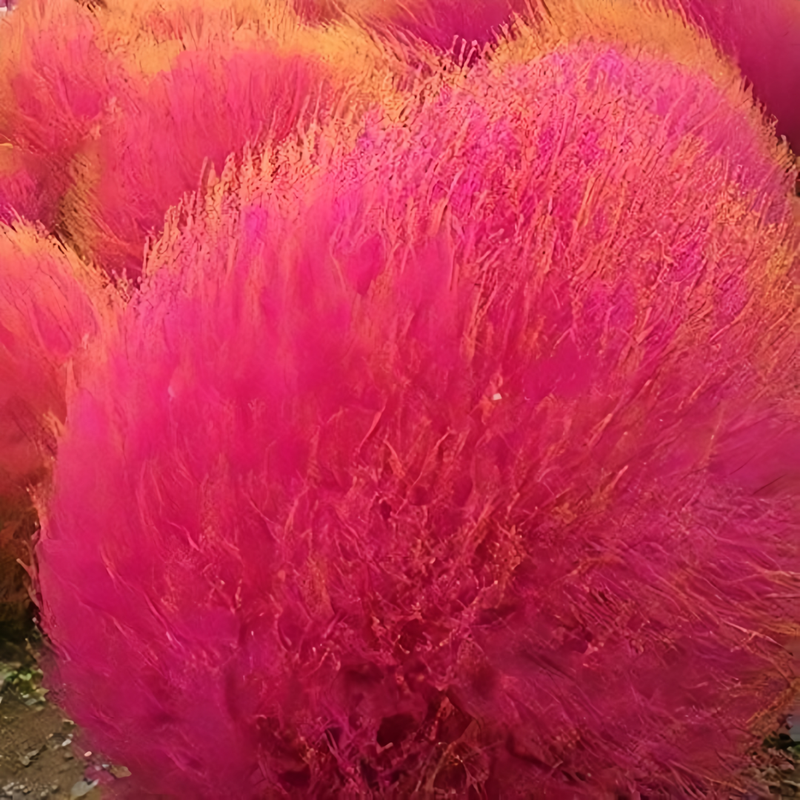 Kochia Scoparia Seeds - Red Larger Packet High Germination 6000-30000 Onsaleseeds