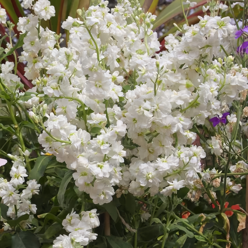 Matthiola
