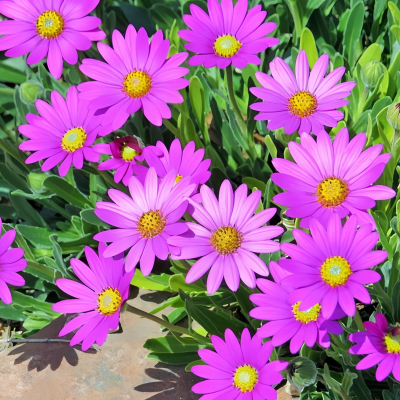 Cape Daisy Seeds - Purplish Red High Germination Onsaleseeds