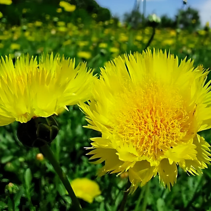 Cornflower / Bachelor Button Seeds - Golden Yellow Larger Packet High Germination 600-3000 Onsaleseeds