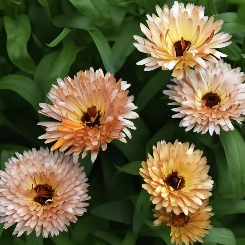 Calendula Seeds - Light Yellow Larger Packet High Germination 2000-10000 Onsaleseeds