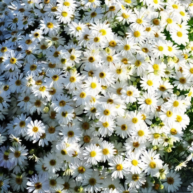 Brachycome Iberdifolia Seeds - White Larger Packet High Germination 5000-15000 Onsaleseeds