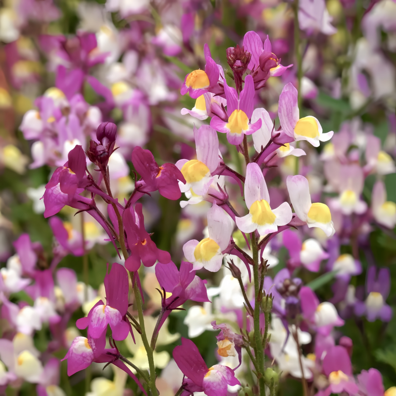 Linaria