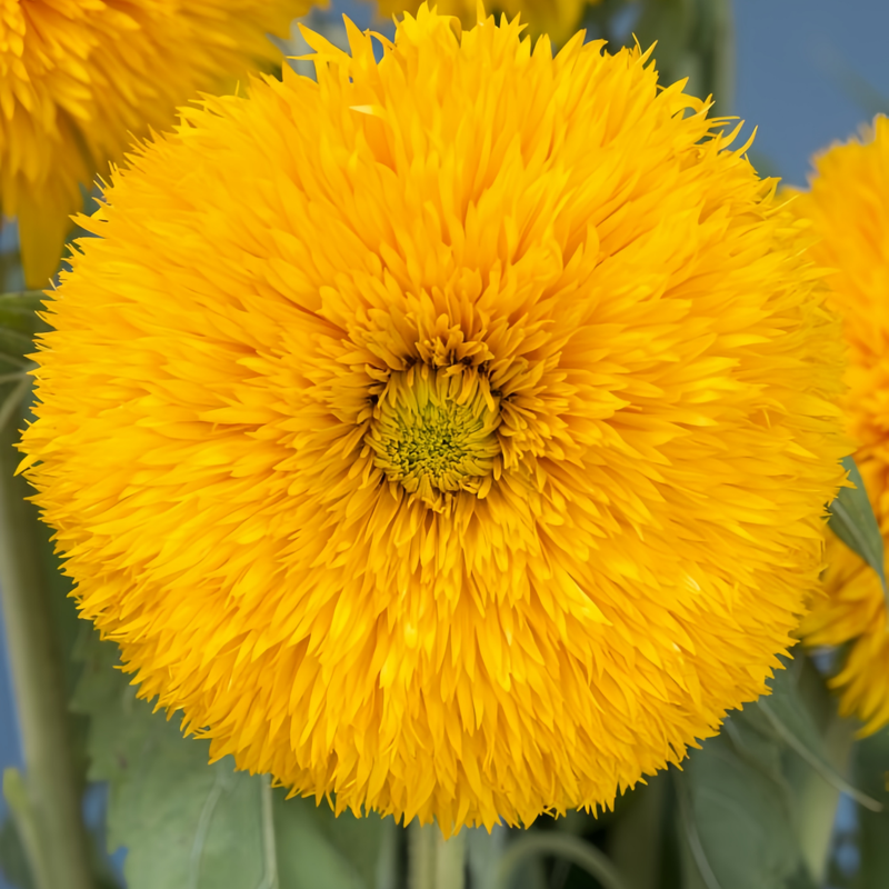 Strawflower Seeds - Yellow Larger Packet High Germination 1800-9000 Onsaleseeds
