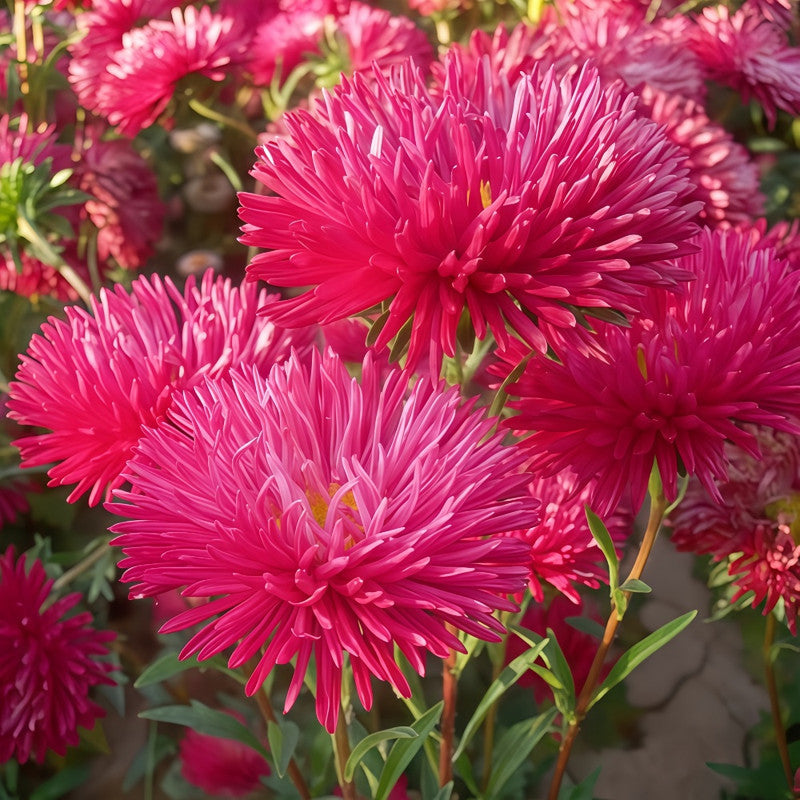 China Aster Seeds - Birght Red Larger Packet High Germination 1200-5000 Onsaleseeds