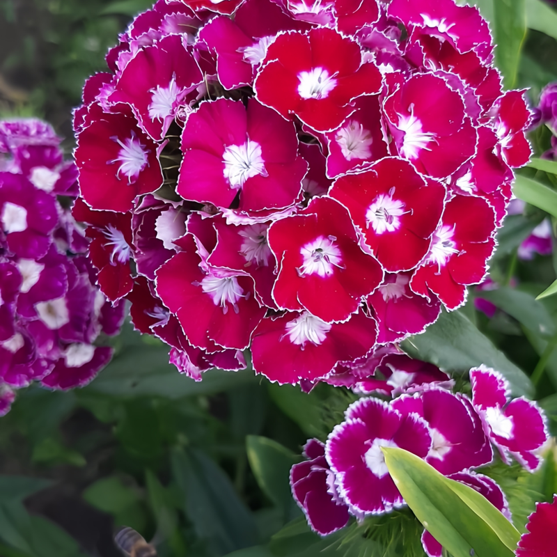 Dianthus Seeds - Mix Spherical Larger Packet High Germination 3000-15000 Onsaleseeds