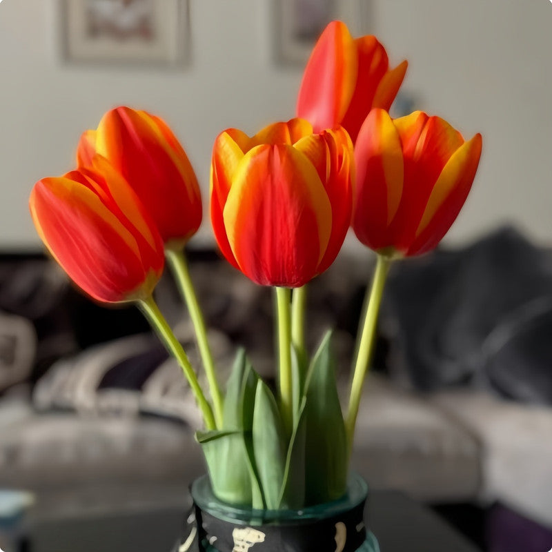 Tulip Bulbs - Paris Beauty