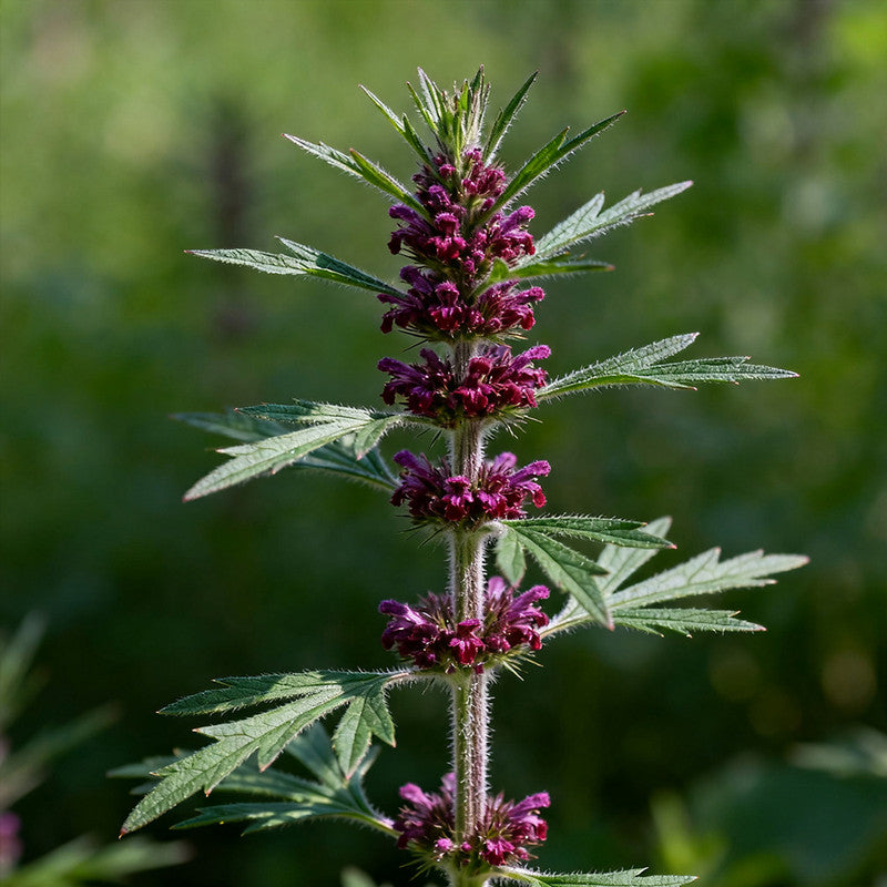 Leonurus Japonicus Purplish Red Seeds up to 50% Large Pack · 2400-12000 Seeds