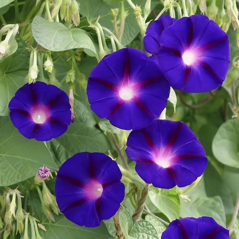 Ipomoea