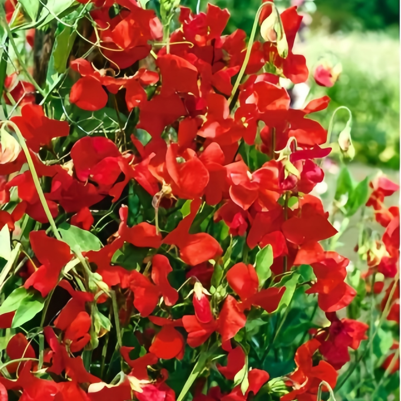 Sweet Pea Seeds - Red Larger Packet High Germination 240-1200 Onsaleseeds